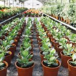 Why Your Store-Bought Plants Keep Dying: The Truth About Greenhouse Soil