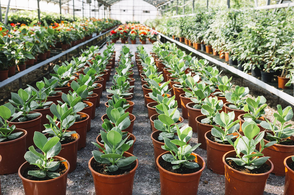 Why Your Store-Bought Plants Keep Dying: The Truth About Greenhouse Soil