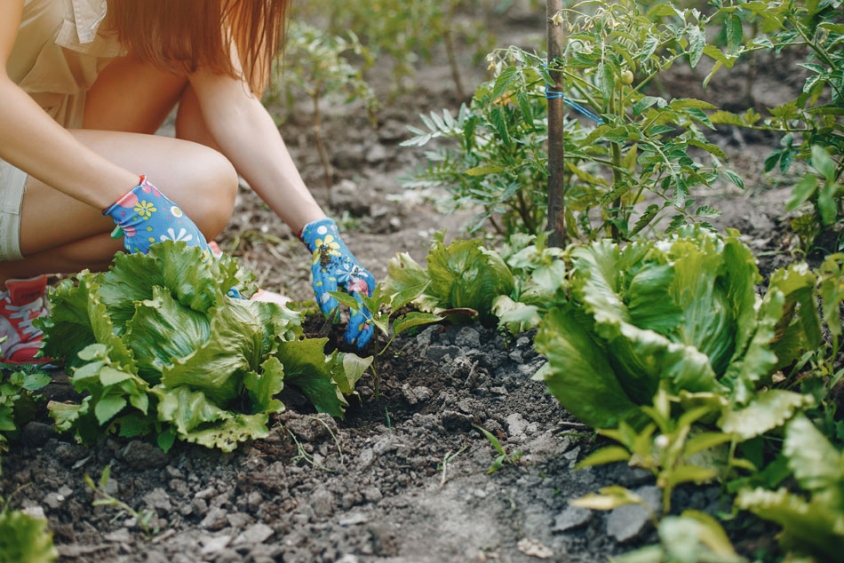lettuce companion gardening