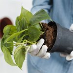 How to Repot a New Plant: Step-by-Step Guide