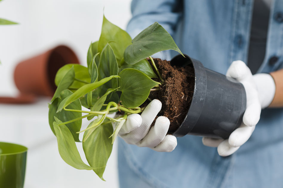 How to Repot a New Plant: Step-by-Step Guide