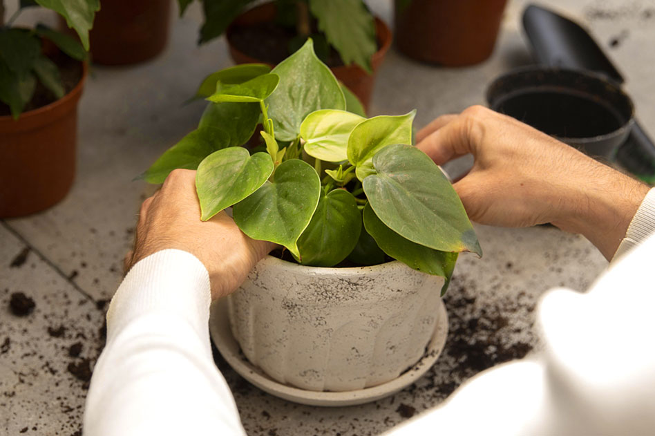 How to Repot a New Plant: Step-by-Step Guide