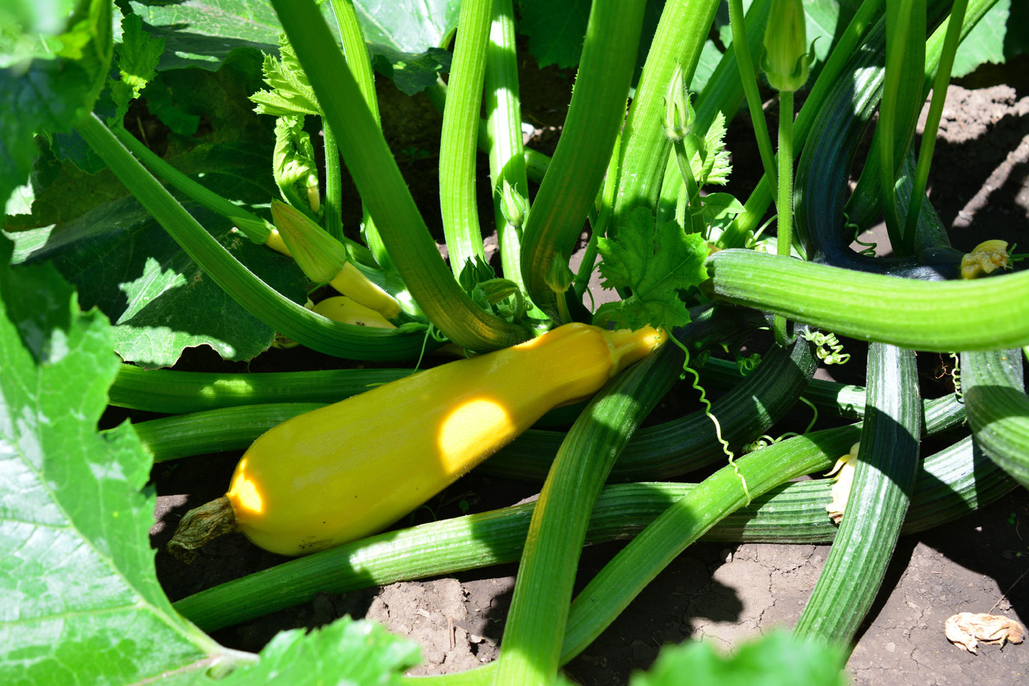 Zucchini squash companion planting
