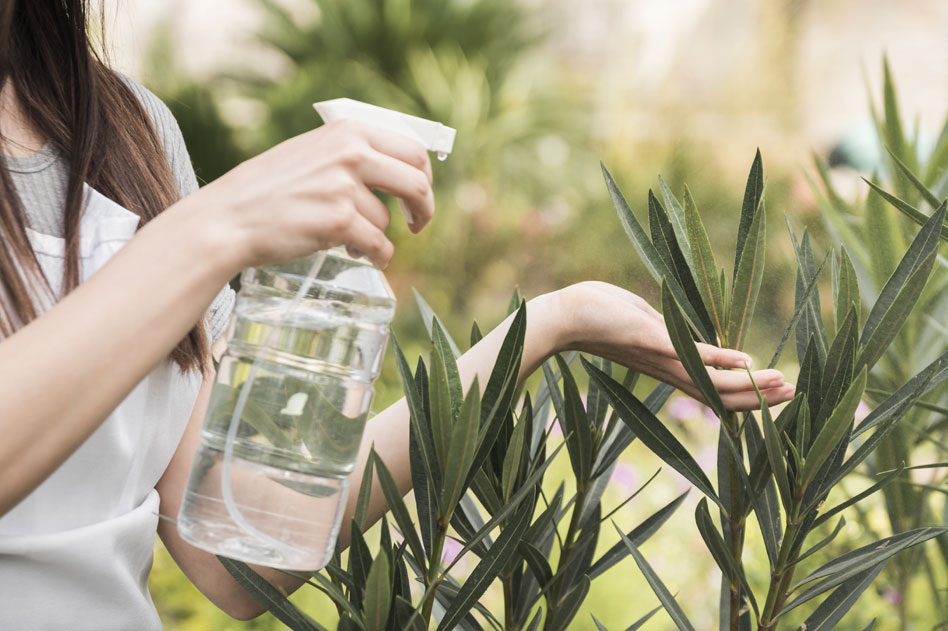 DIY Natural Mosquito Yard Spray