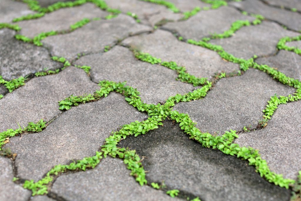 6 Ways to Get Rid of Weeds in Driveway Cracks