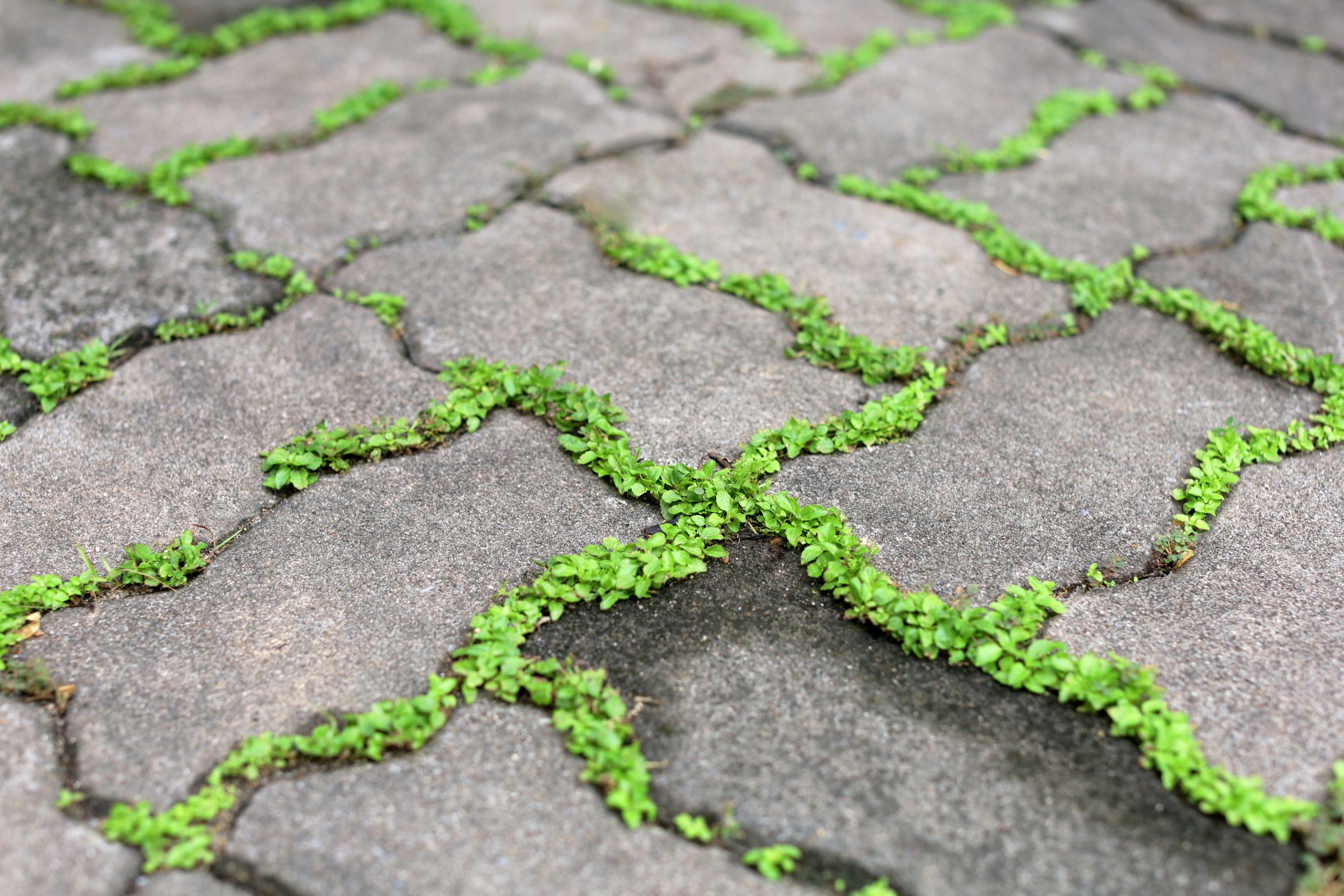 6 Ways to Get Rid of Weeds in Driveway Cracks